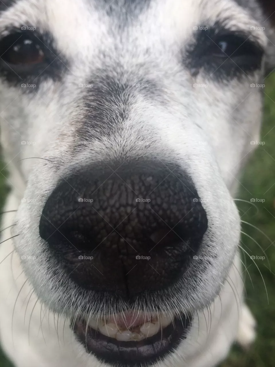 Coco