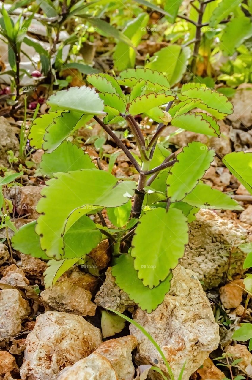 Leaf Of Life Plant