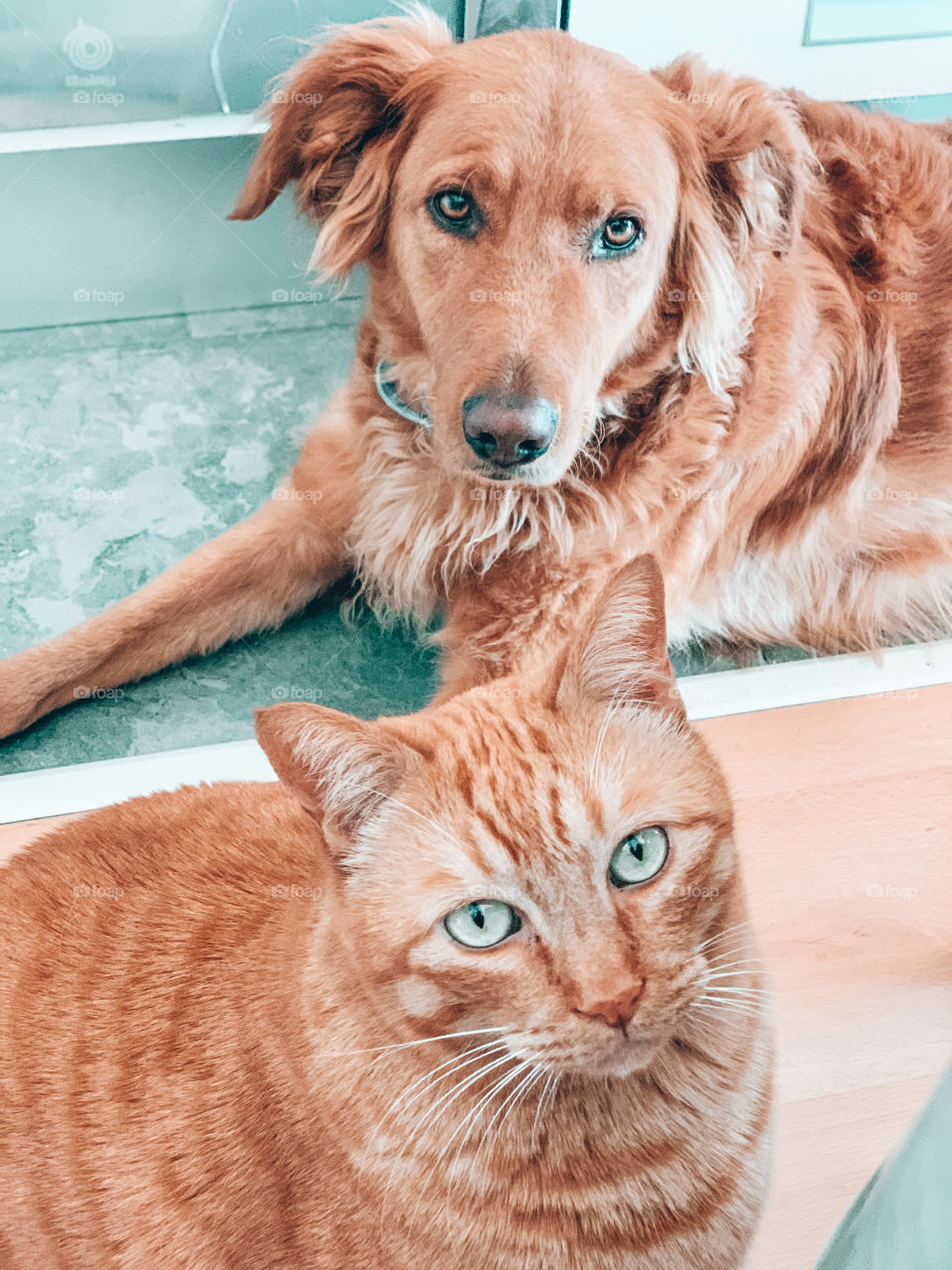 Portrait of a cute cat and dog