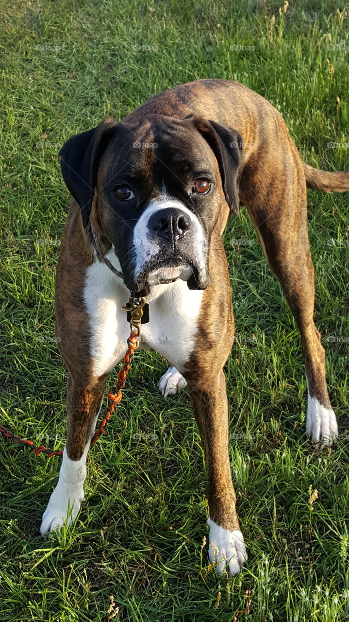 boxer