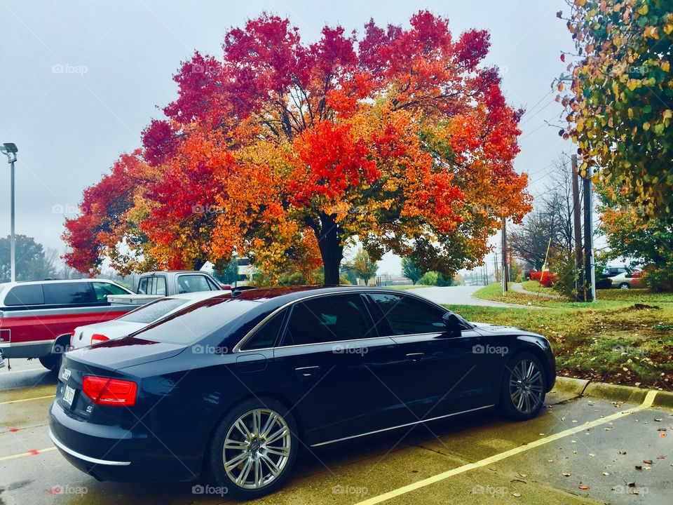 Beautiful colors fall time autumn tree on parking spot