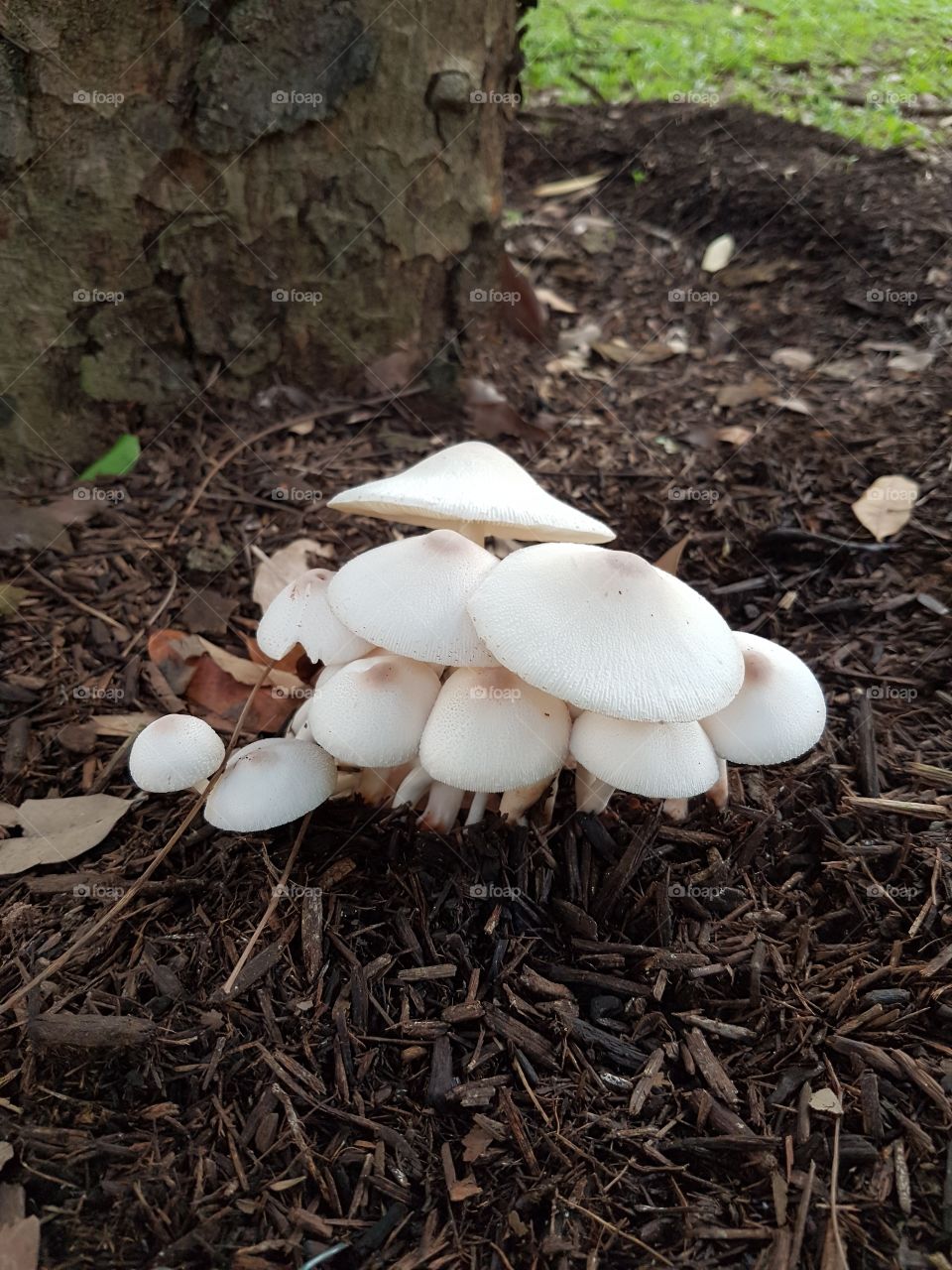 Mushroom togetherness