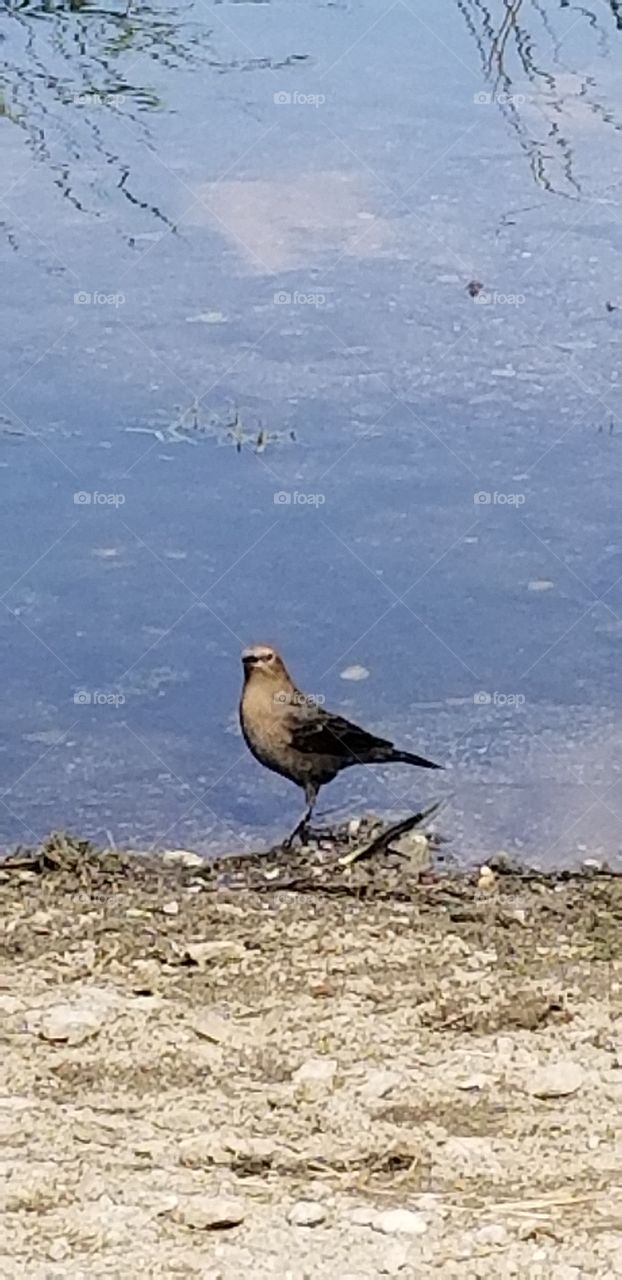 Lake Bird Looking at me.