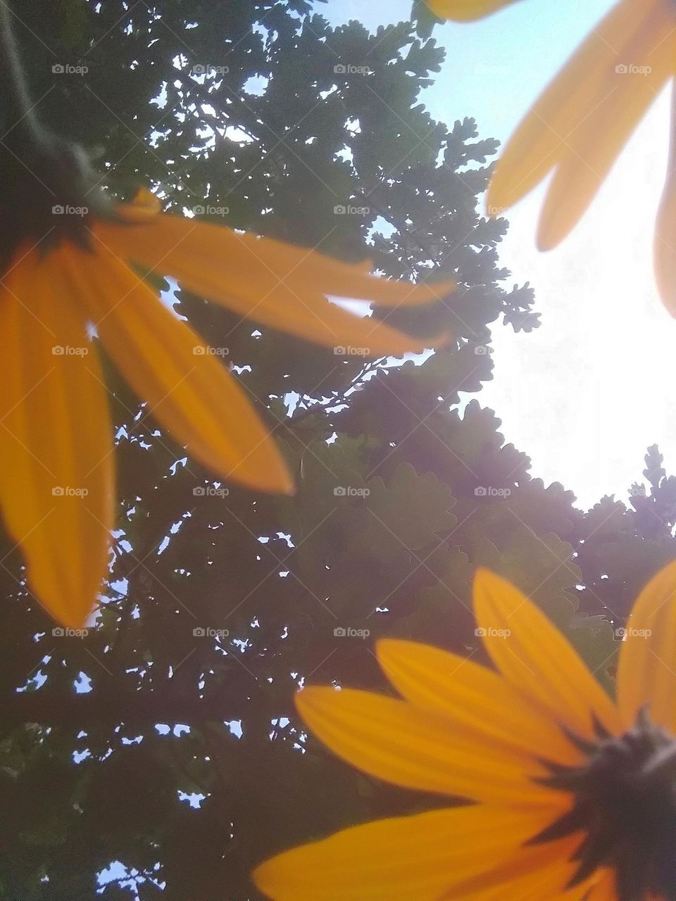 Yellow flowers on the background of a green tree.