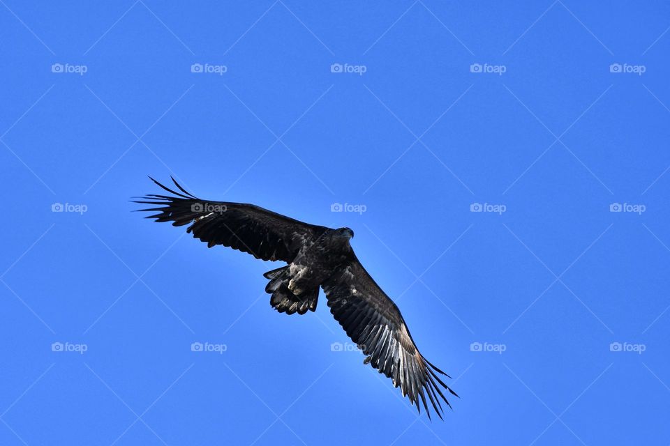 Flying sea eagle