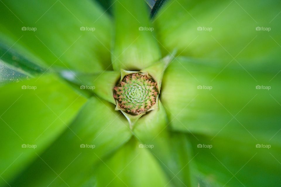 Pineapple is coming slowly