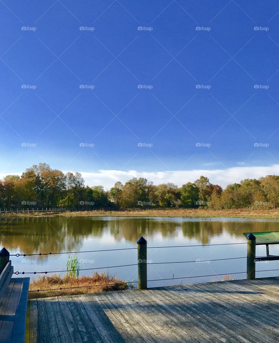 View of forest from pier