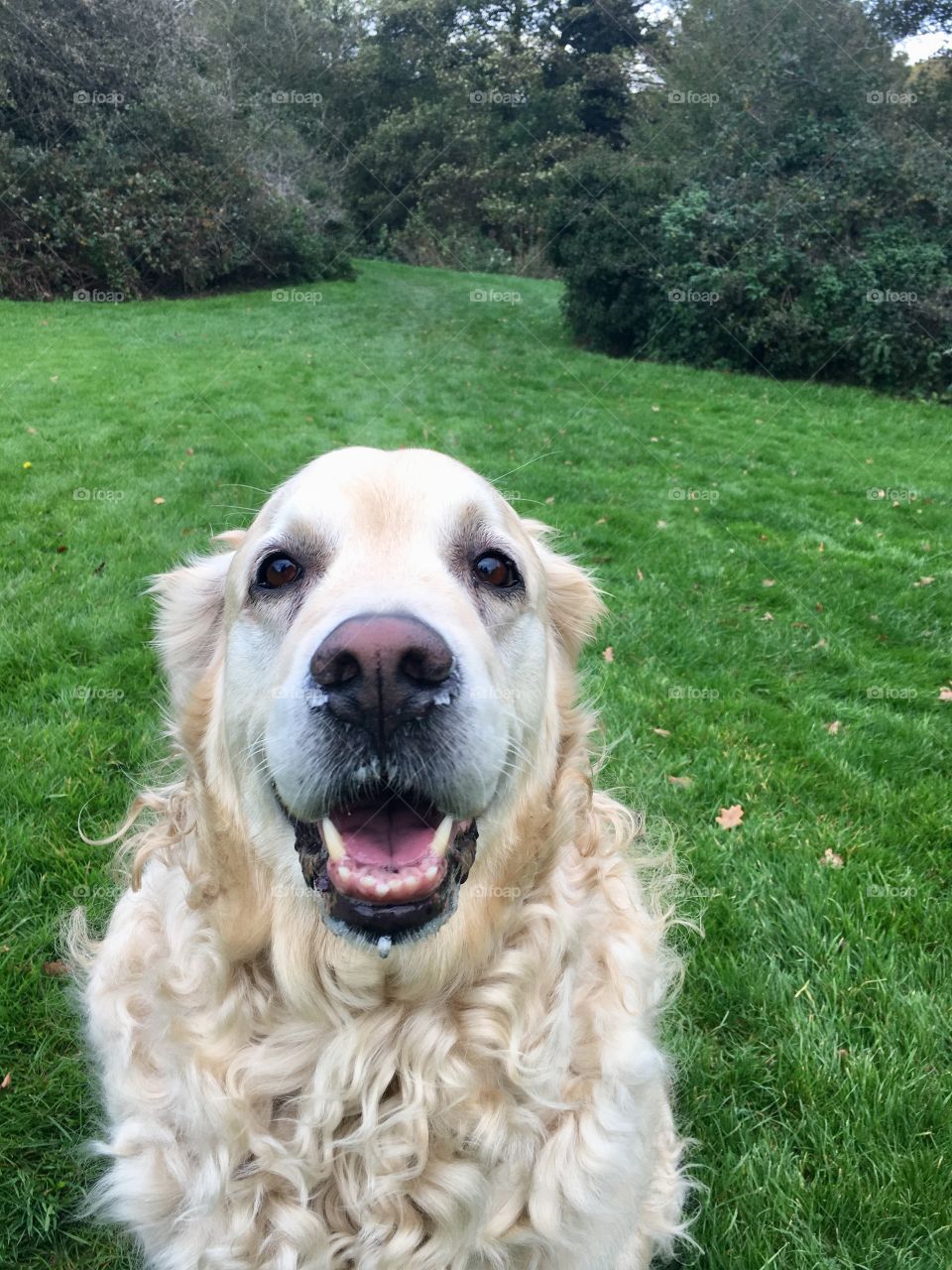 Nocas (Golden Retriever)