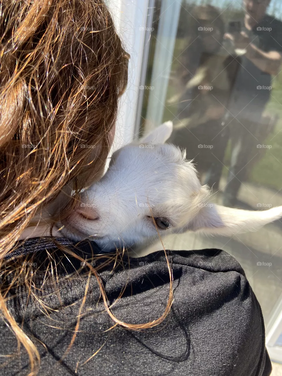 Cute baby goat.