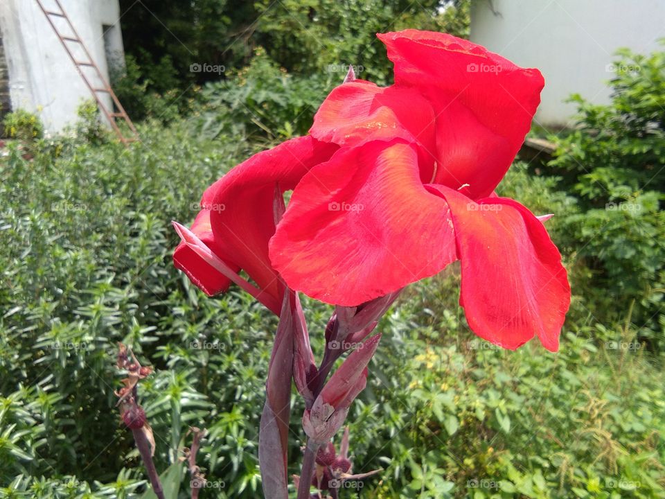 red flower