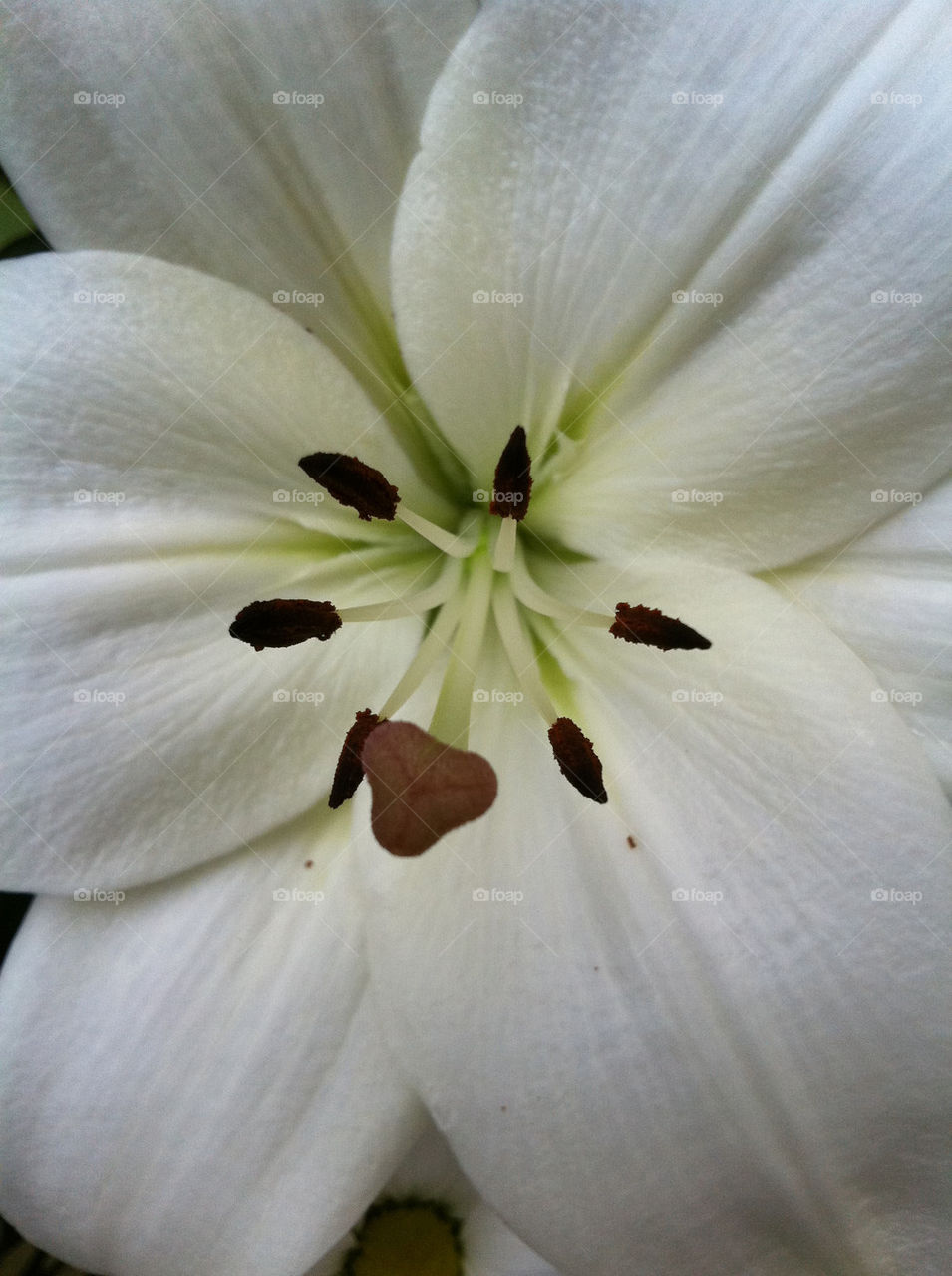 garden plants pollen flower by jeanello