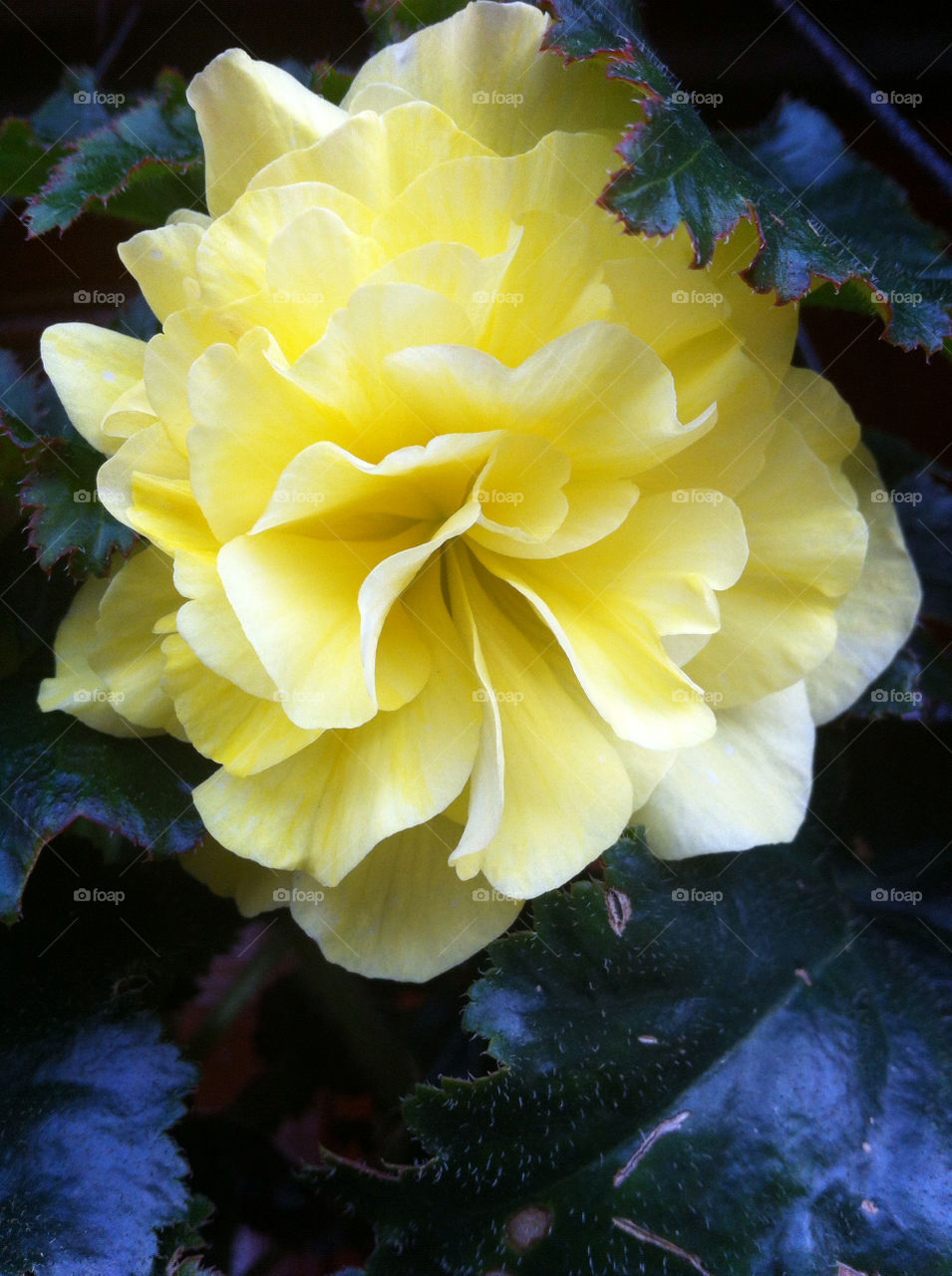 celestial yellow magnific flower nice garden by alejin05