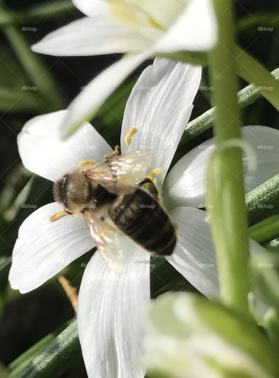 Bee on flower