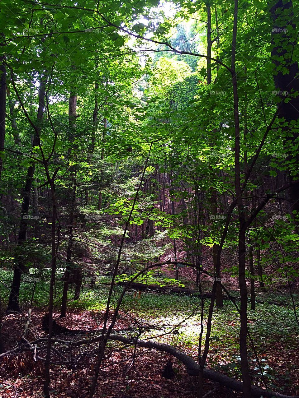 The Light Through the Canopy