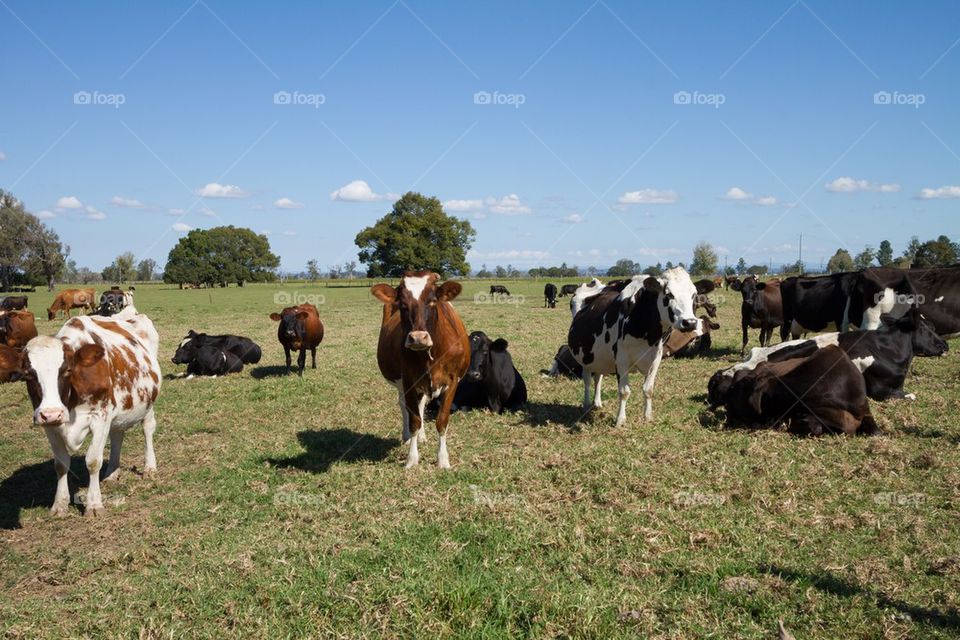 Farm Cattle