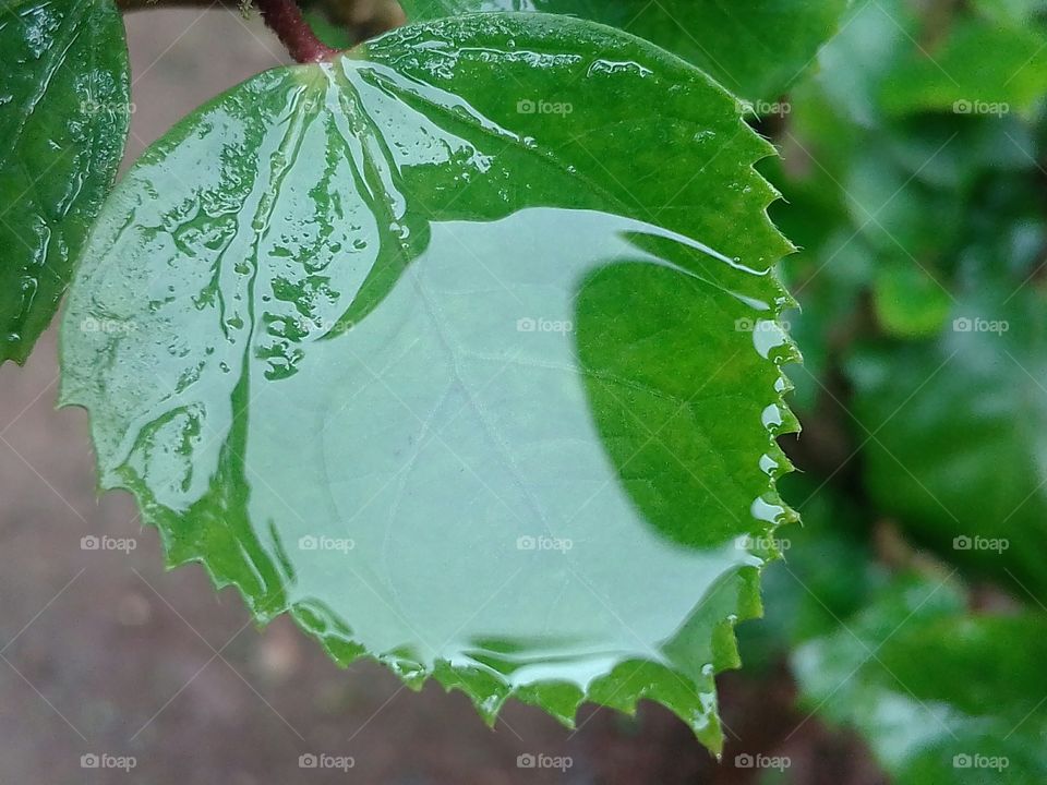 Rain water on the leaf