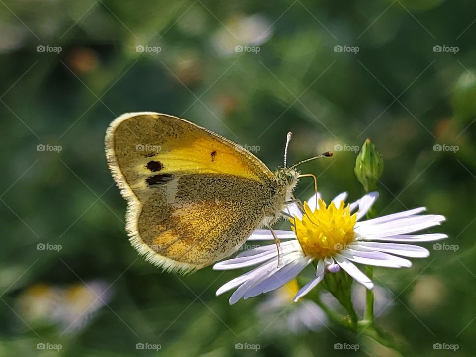 Dainty Sulphur (Nathalis iole) feeding on wildflower.