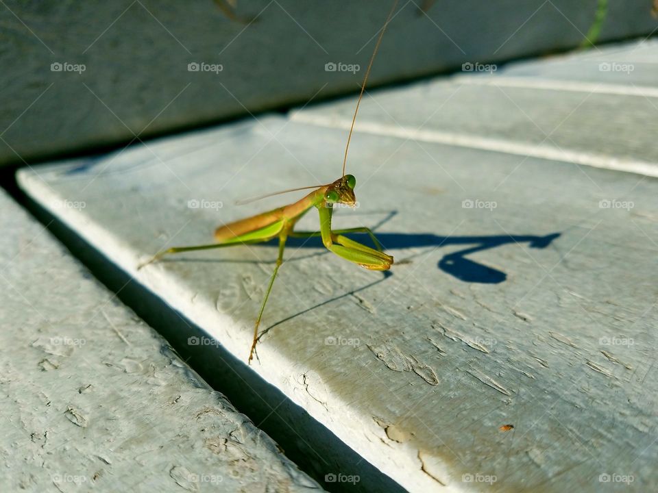 Close-up of praying mantis