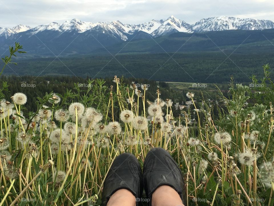 From where I stand rocky mountain Canada alpine meadow, long grass and seeded dandelions view of snow capped Rocky Mountains 