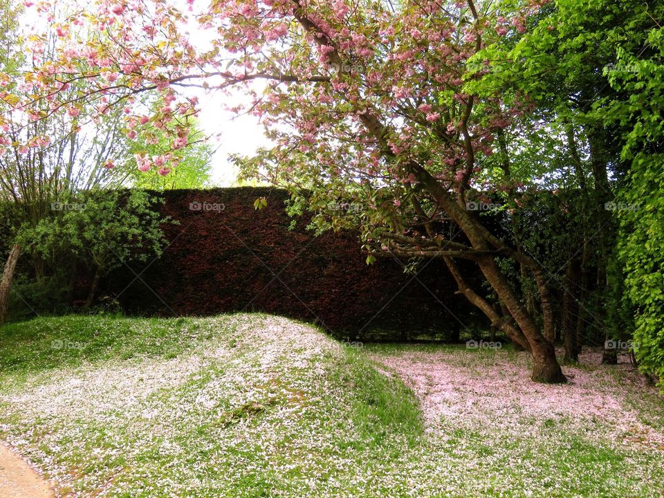 pink rain of petals