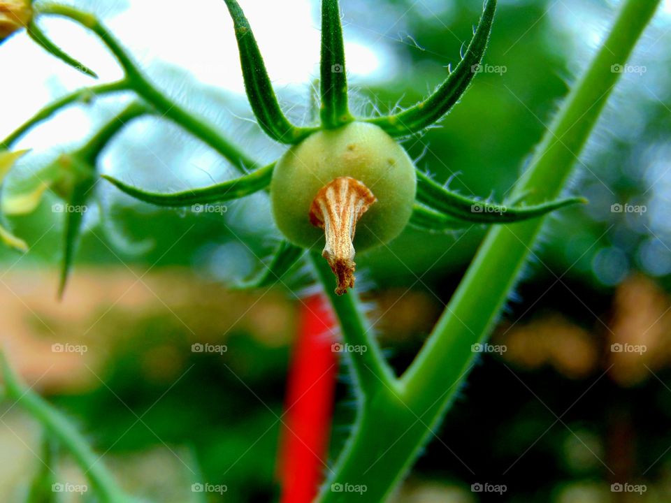 Baby Tomatoes 🍅
