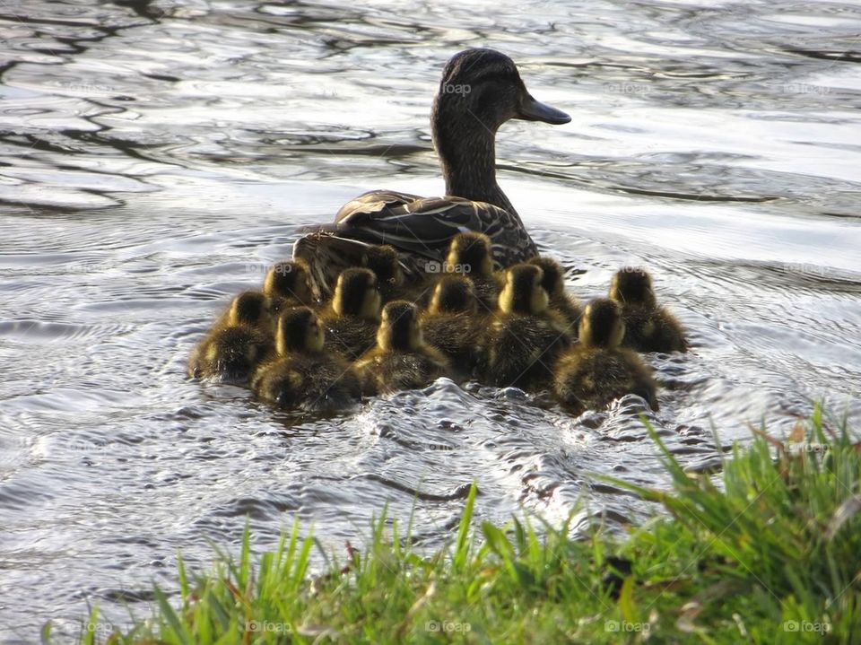 Mother duck with her ducklings