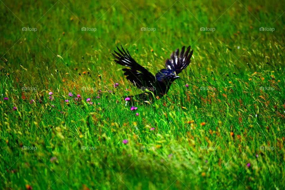 Black bird, crow, taking off from beautiful green field with yellow and purple flowers. Beginning of flight. Wings are spread.