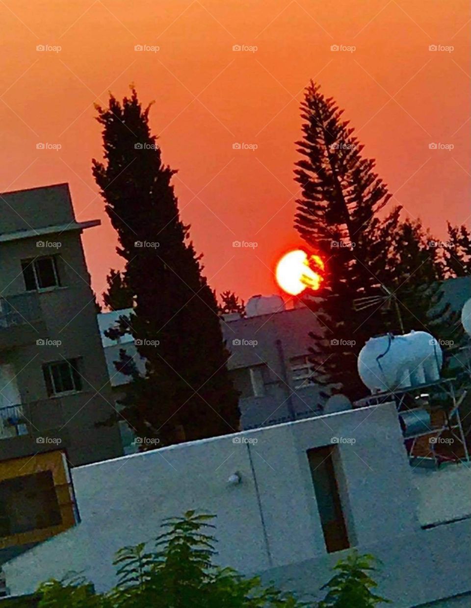 Trees around us - November 2020 on the road Cyprus