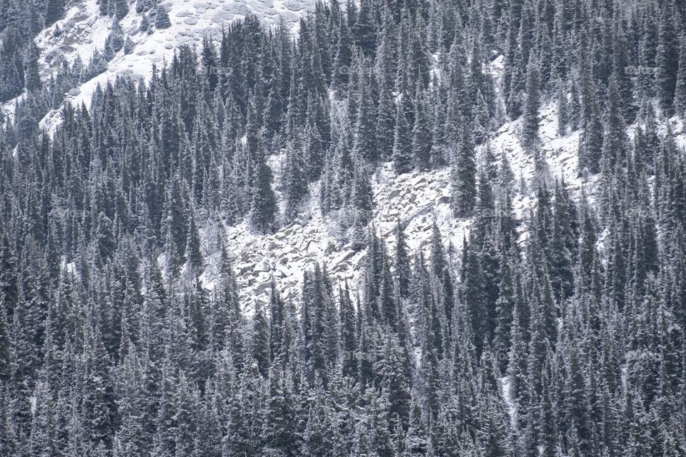 I forgot cold for a while... Snow mountain , Pine forest,  Water stream Beautiful blue lake at big Almaty lake in Kazakhstan