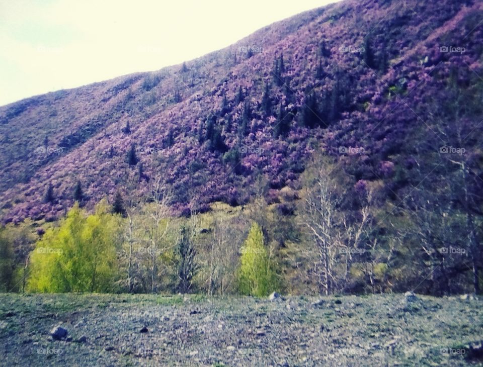 Моральник Маральник altay retro Алтай