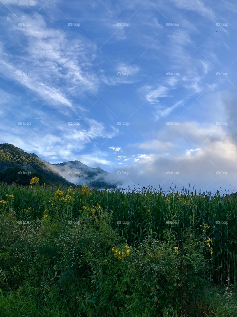 Corn fields and clouds 