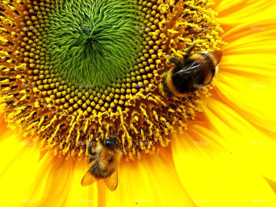 Sunflower with bumblebee