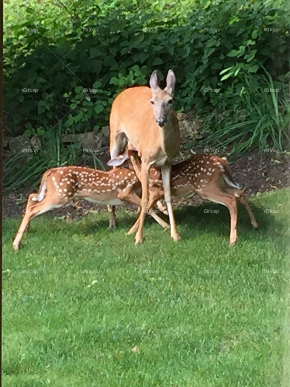 Double teaming mom