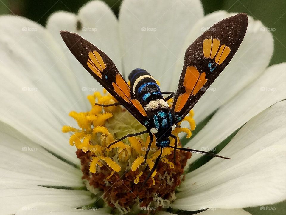 Moth is sucking nectar on the zinnia, garden, spring, nature, macro, nature zoomed in, close up, bloom, blooming