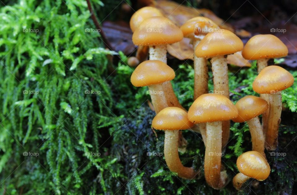 Colony of little mushrooms