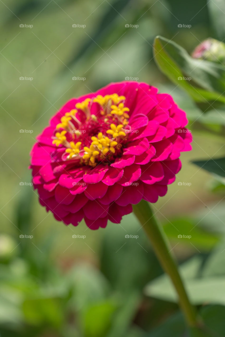 pink flower