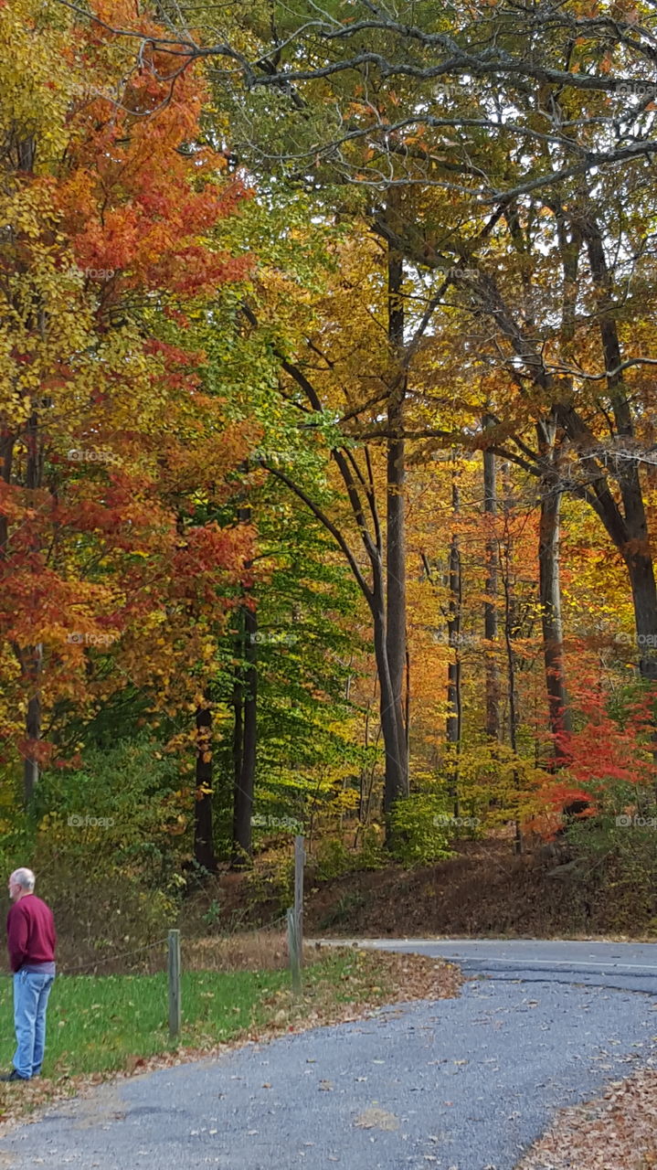 admiring the fall foliage