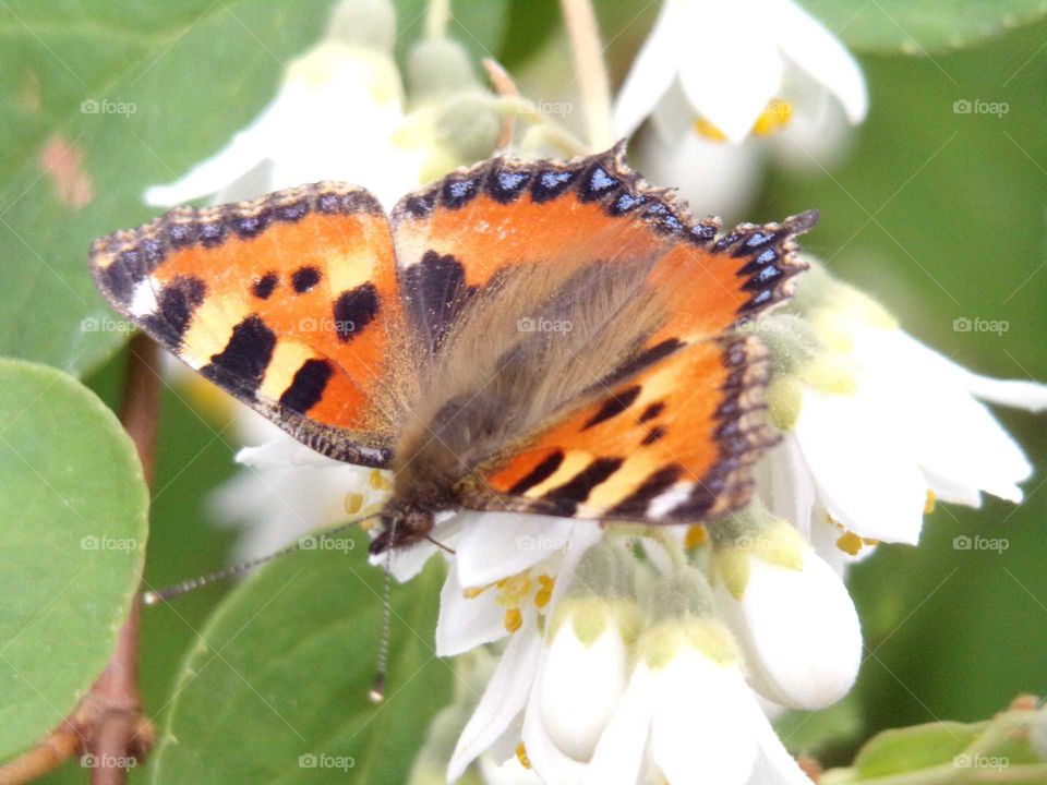 Schmetterling auf Sommerjasmin