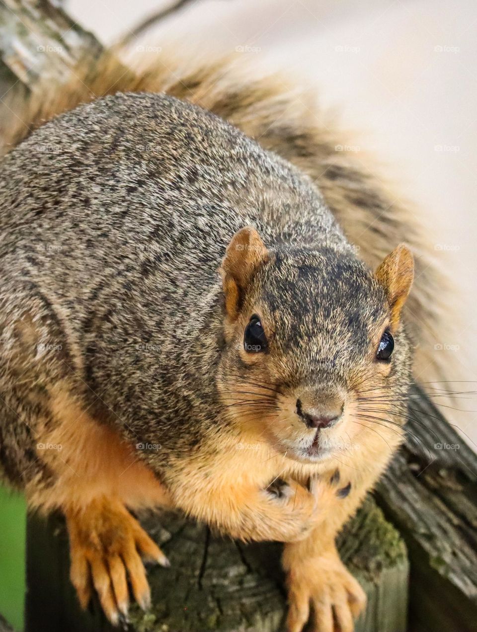 He surely knows how to pose for a picture!