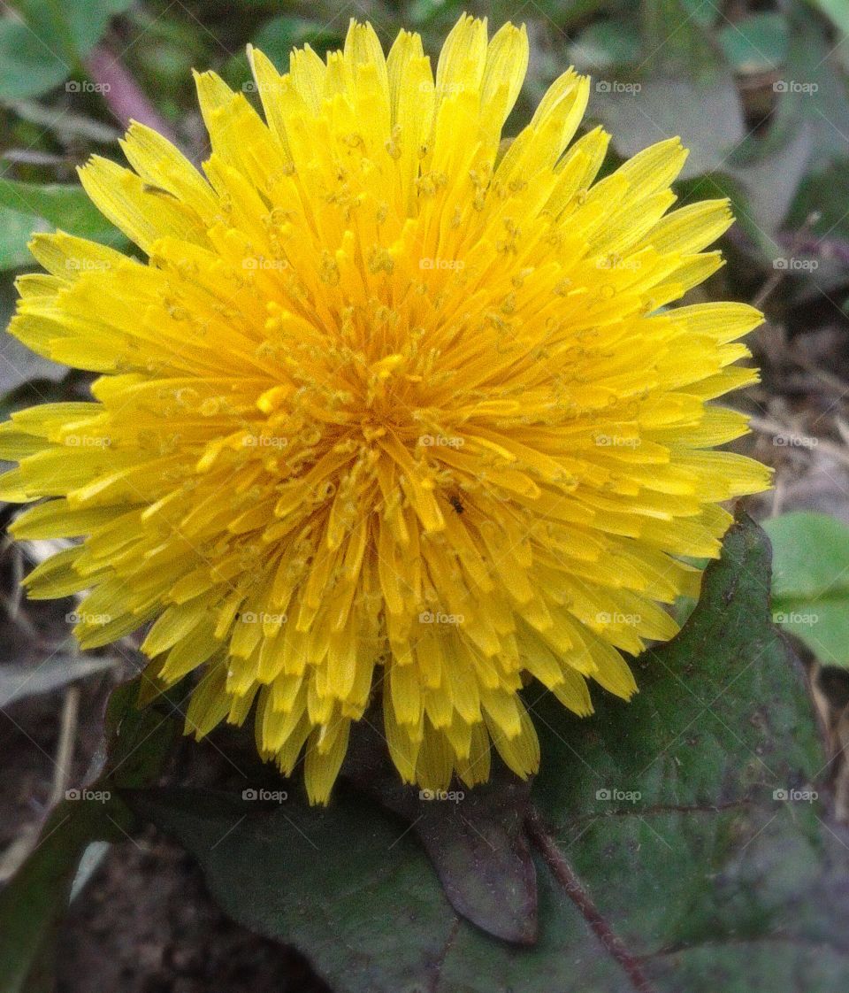 Dandy Lion. As happy as you please this charmimg commoner.