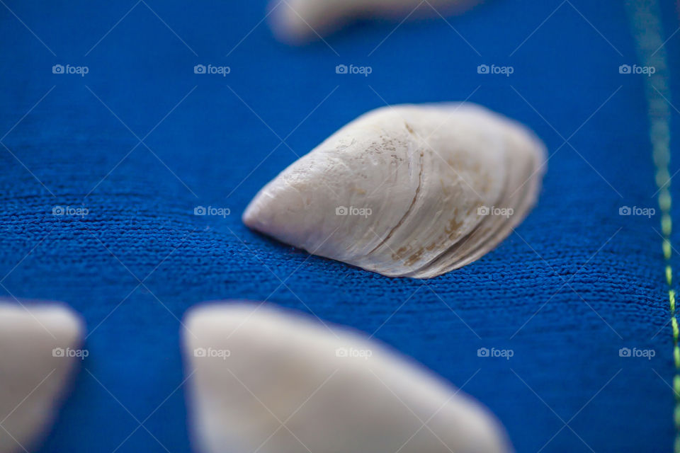 seashell