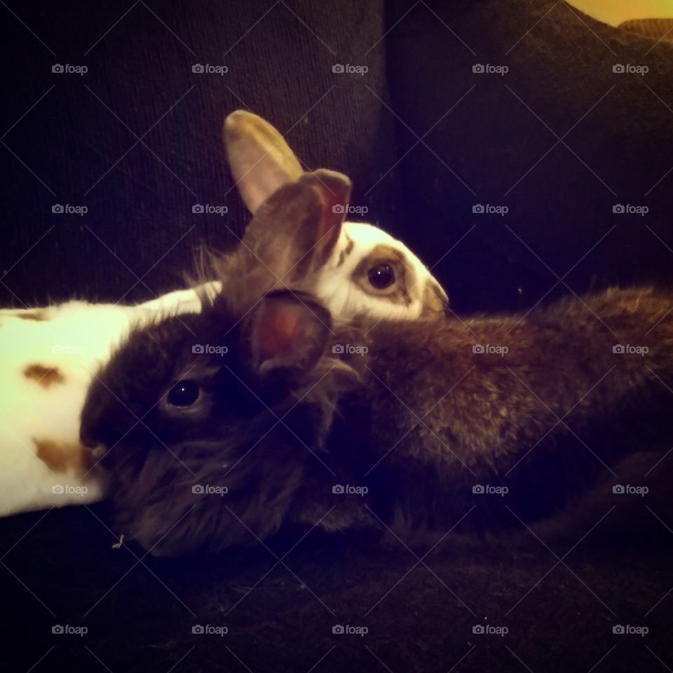 two bunnies snuggling together