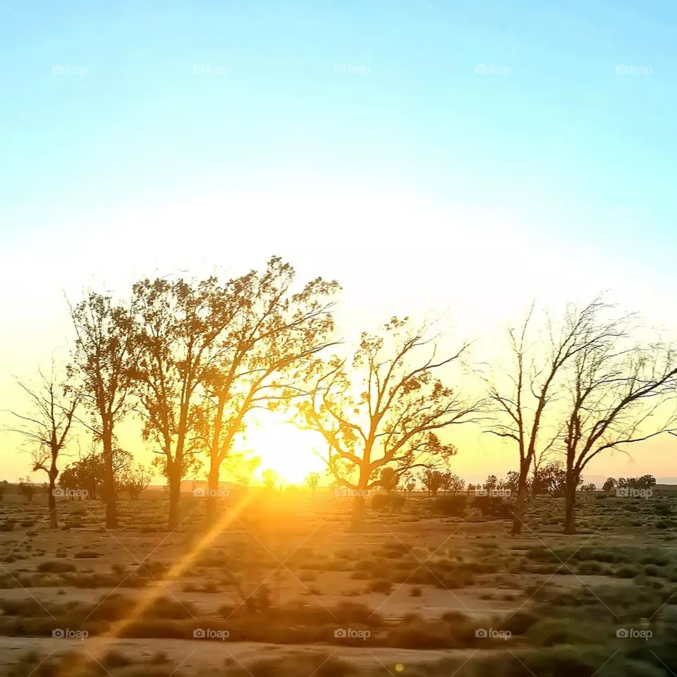 Tree Vs sun