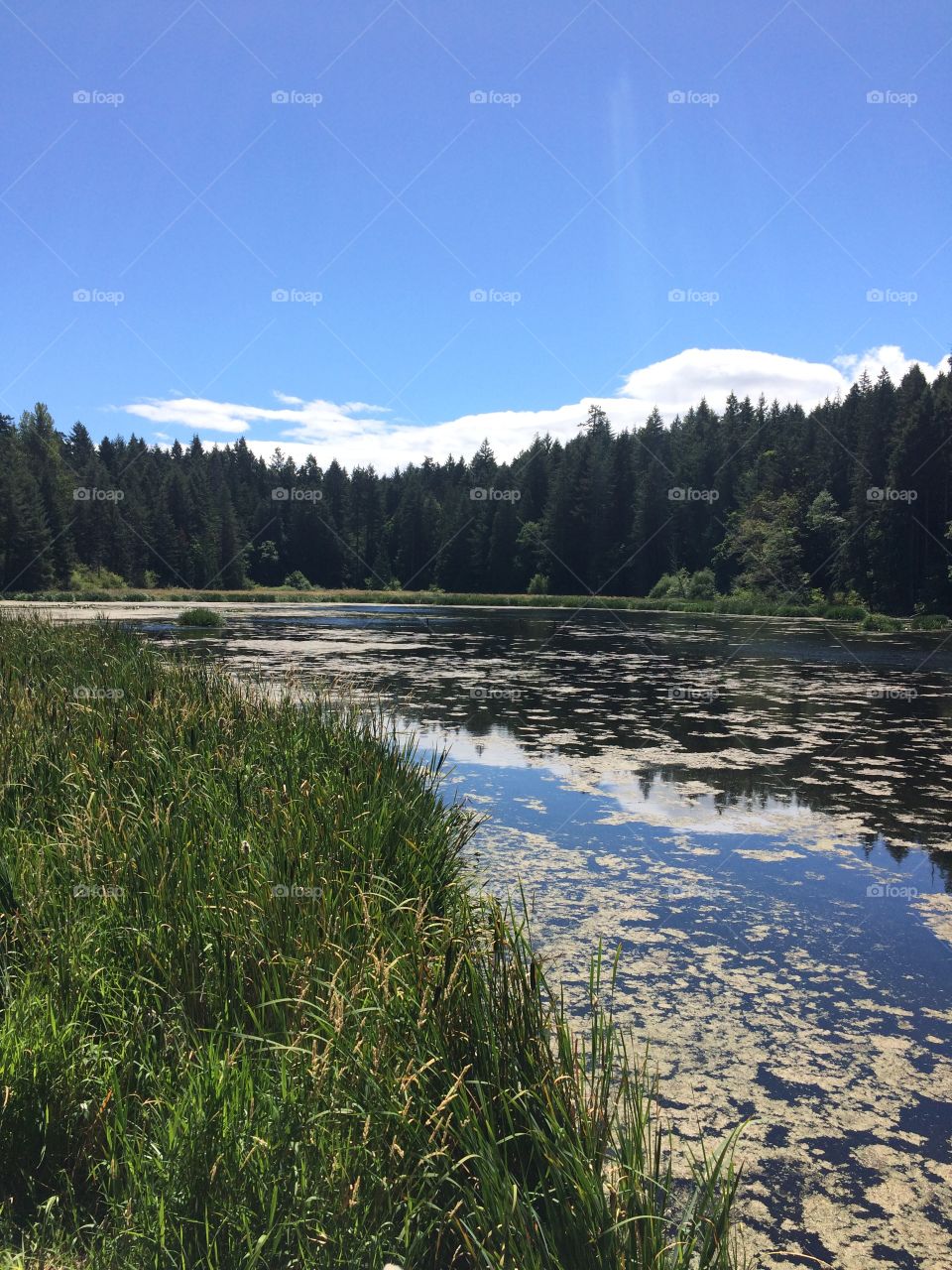 Picture of a pond in Hemer park in Cedar, BC. 