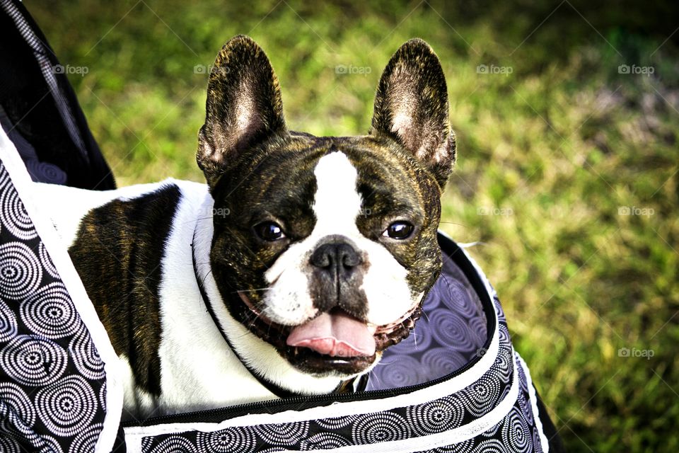 Gaston, the dog, happy in his stroller