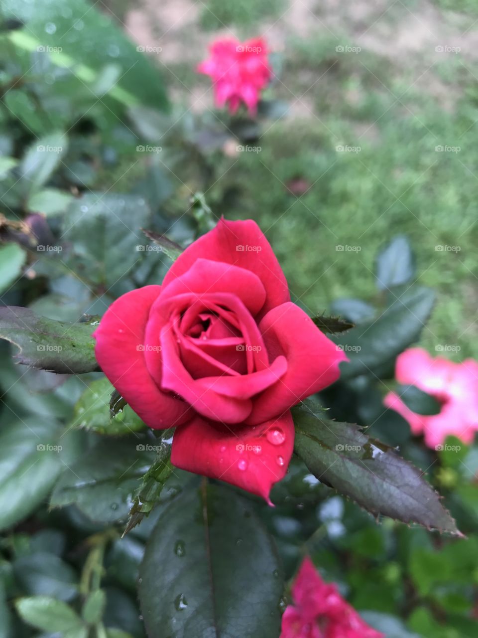 Beautiful summer red rose.