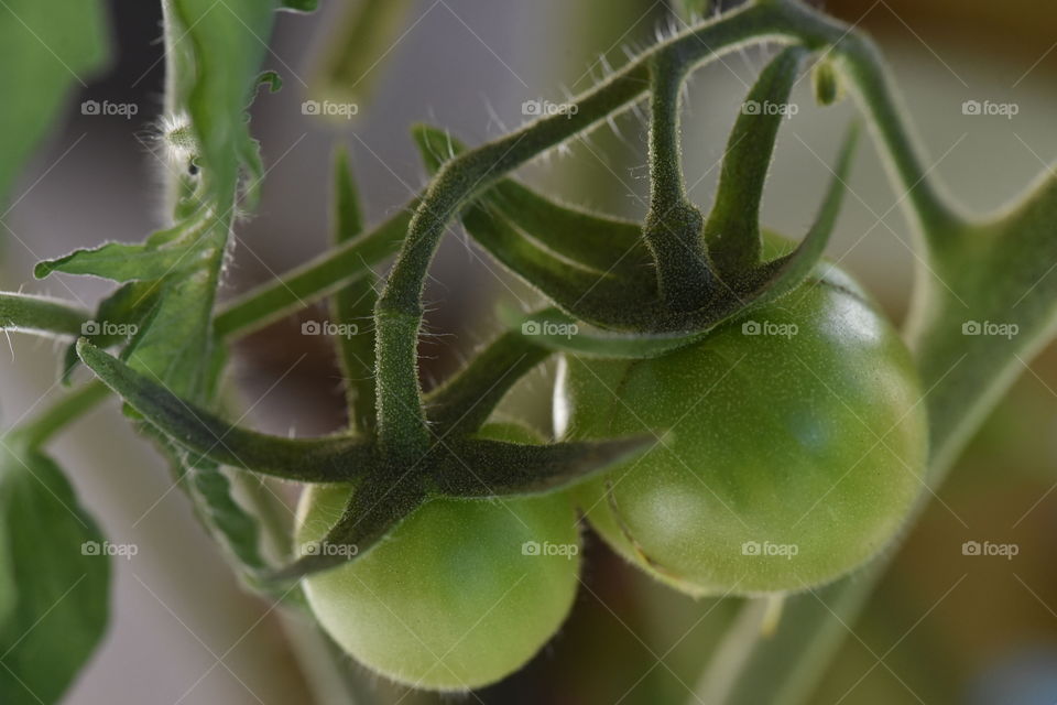 Two unripe tomatoes