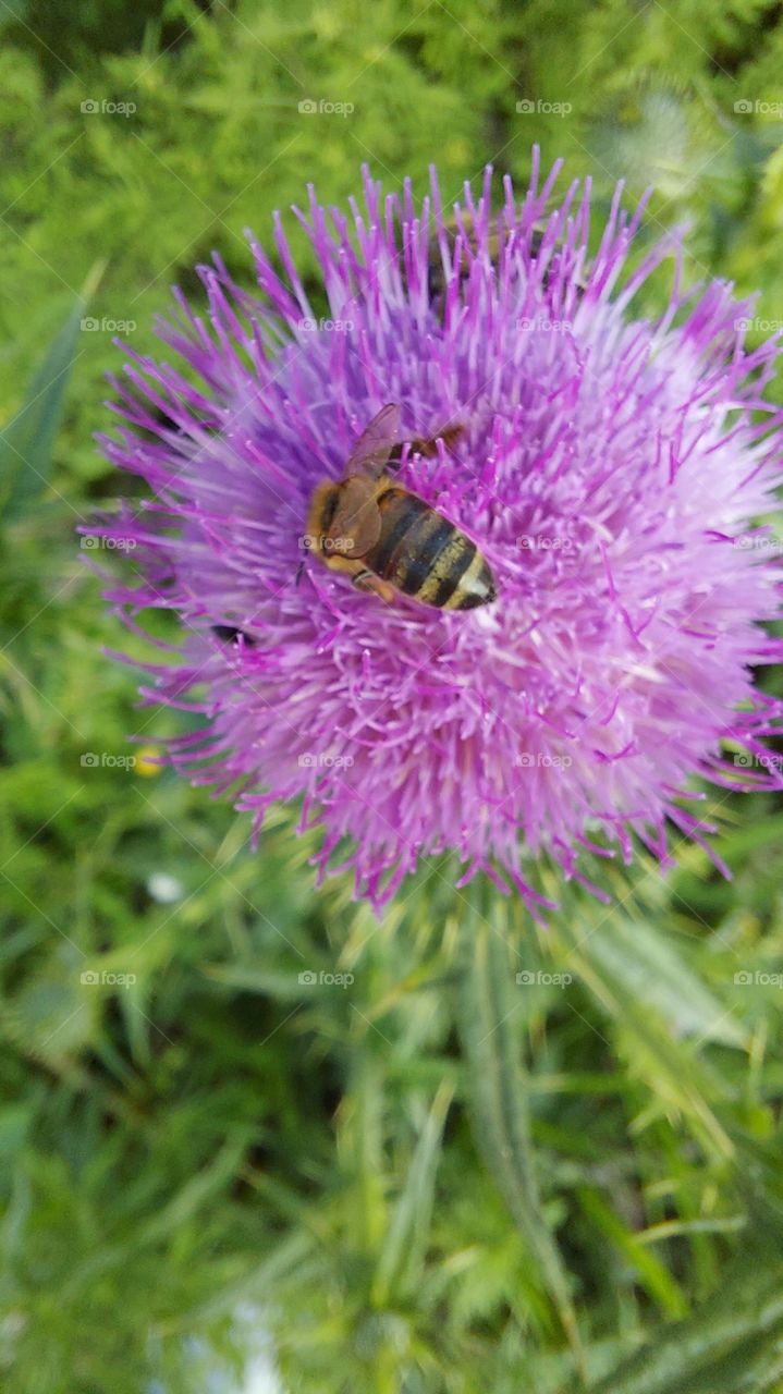 Determinada a abelha explora a flor na busca de néctar.