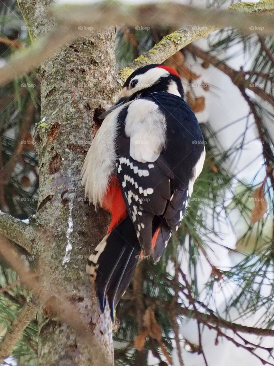 Woodpecker