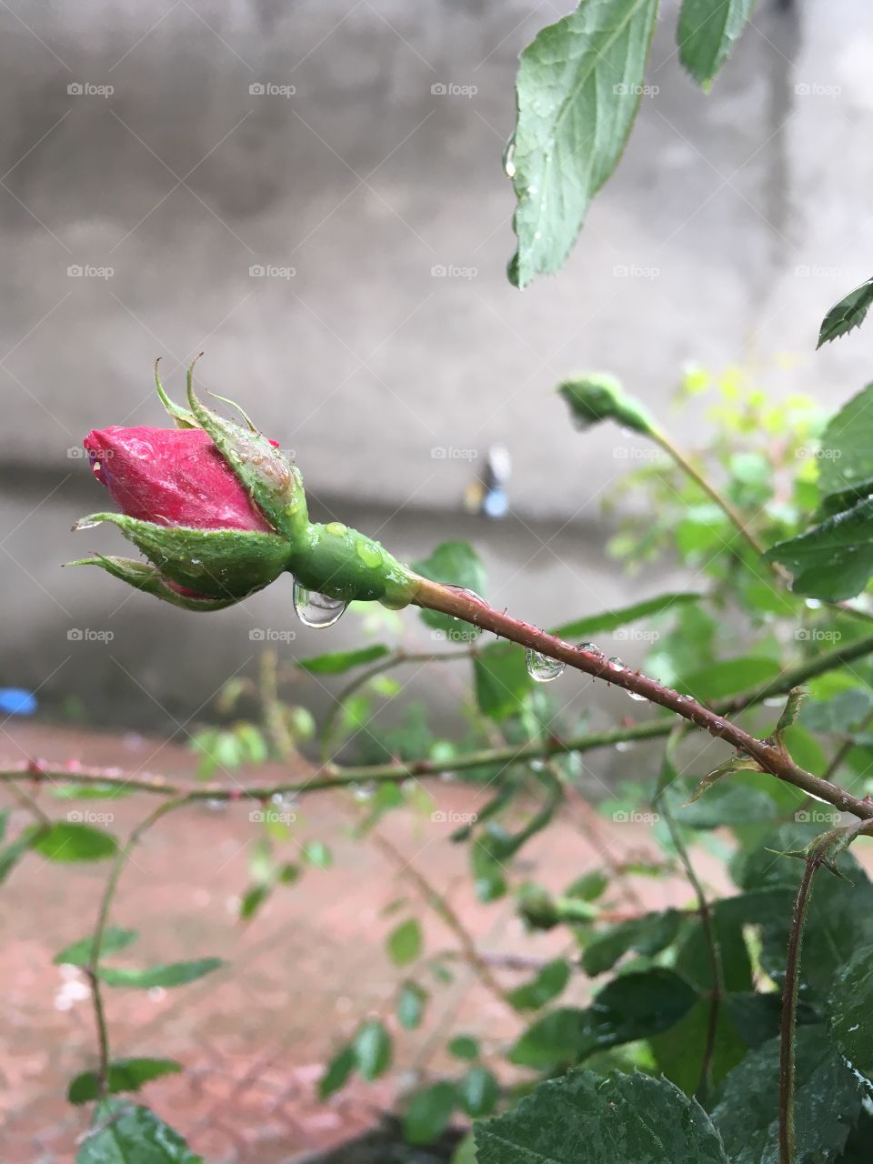 Rose and rain 